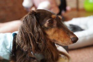 犬カフェ　ドッグテイルです(*^^*)