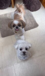 犬カフェ　ドッグテイルです(*^^*)