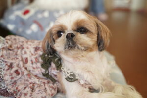 犬カフェ　ドッグテイルです(*^^*)