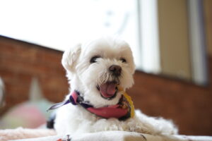 犬カフェ　ドッグテイルです(*^^*)