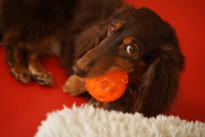 犬カフェ　ドッグテイルです(*^^*)