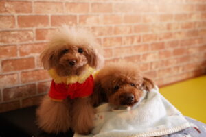 犬カフェ　ドッグテイルです(*^^*)