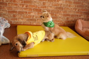 犬カフェ　ドッグテイルです(*^^*)