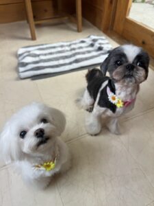 犬カフェ　ドッグテイルです(*^^*)