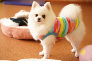 犬カフェ　ドッグテイルです(*^^*)