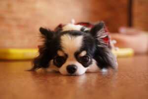 犬カフェ　ドッグテイルです(*^^*)