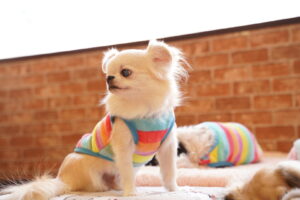 犬カフェ　ドッグテイルです(*^^*)