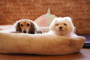 犬カフェ　ドッグテイルです(*^^*)