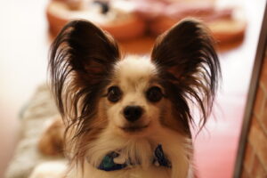 犬カフェ　ドッグテイルです(*^^*)