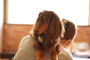 犬カフェ　ドッグテイルです(*^^*)