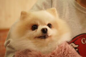 犬カフェ　ドッグテイルです(*^^*)