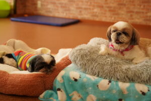 犬カフェ　ドッグテイルです(*^^*)