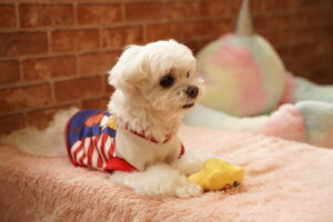 犬カフェ　ドッグテイルです(*^^*)