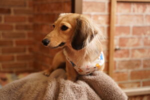 犬カフェ　ドッグテイルです(*^^*)