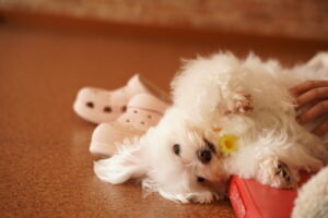 犬カフェ　ドッグテイルです(*^^*)