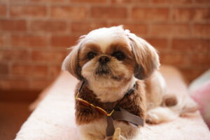 犬カフェ　ドッグテイルです(*^^*)