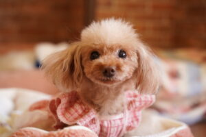 犬カフェ　ドッグテイルです(*^^*)