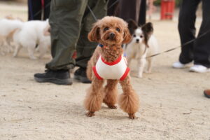 犬カフェ　ドッグテイルです(*^^*)