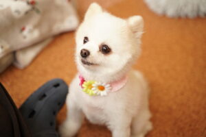 犬カフェ　ドッグテイルです(*^^*)