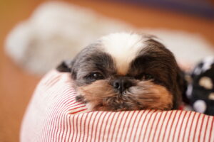 犬カフェ　ドッグテイルです(*^^*)