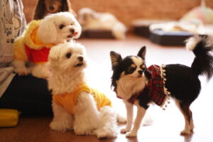 犬カフェ　ドッグテイルです(*^^*)